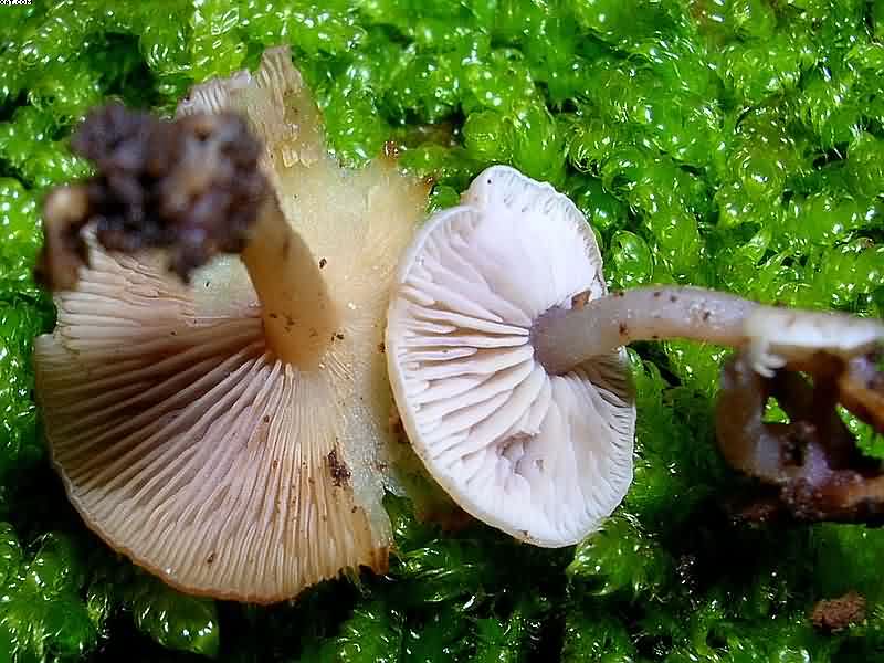 Baeospora myriadophylla    (Peck)   Singer, (1938)